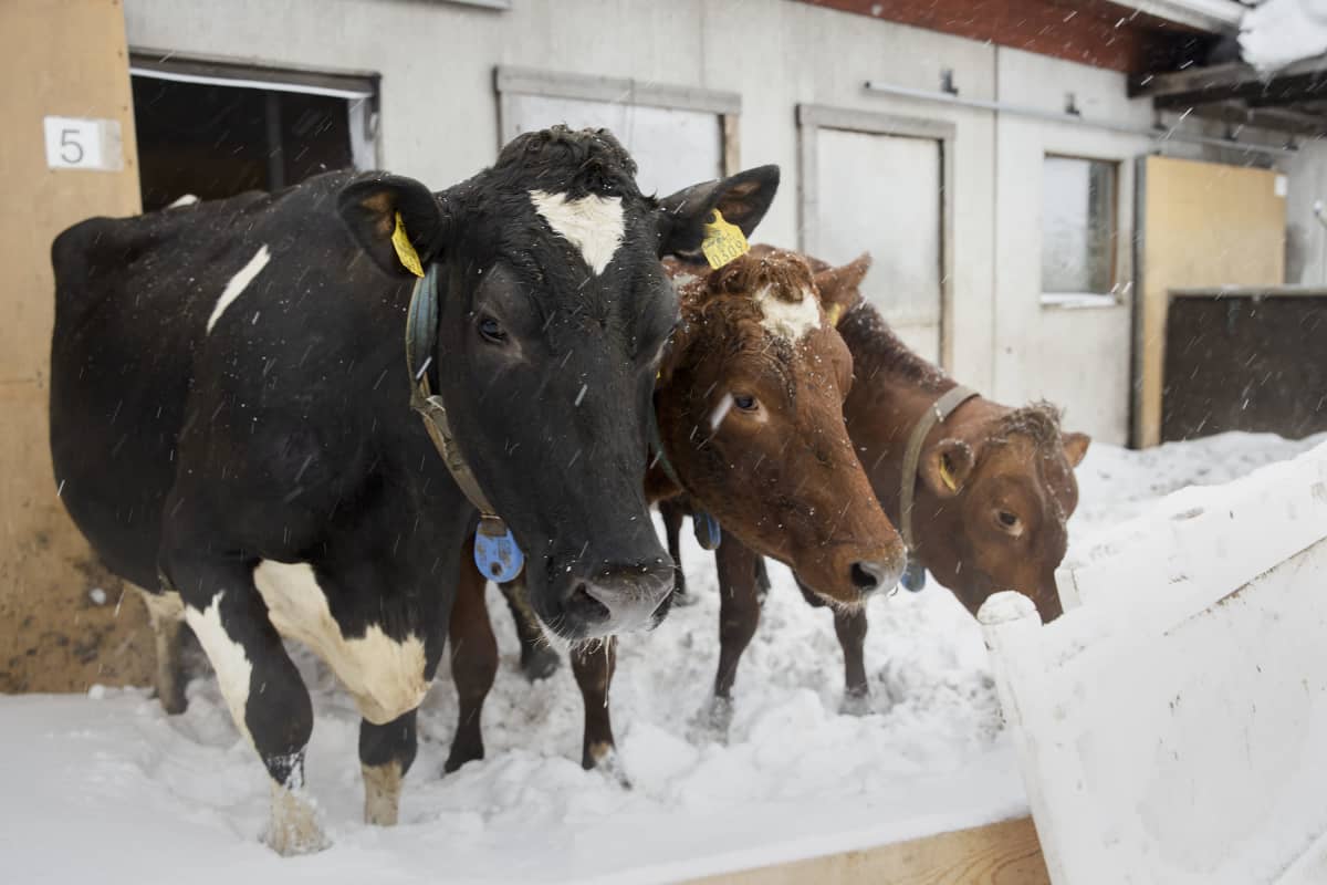 Lehmiä ulkona aitauksessa lumisateessa.