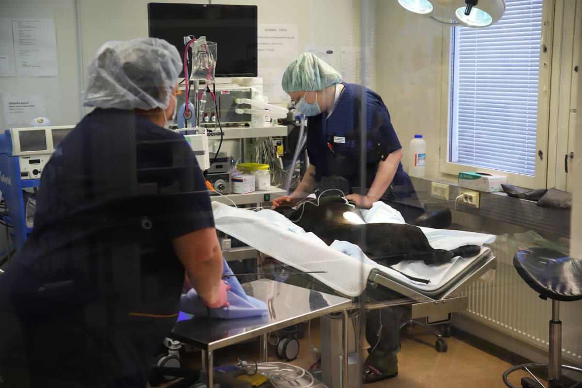 Kouvolan eläinsairaalan leikkaussalissa lääkärit suorittamassa koiran kohdunpoistoa.