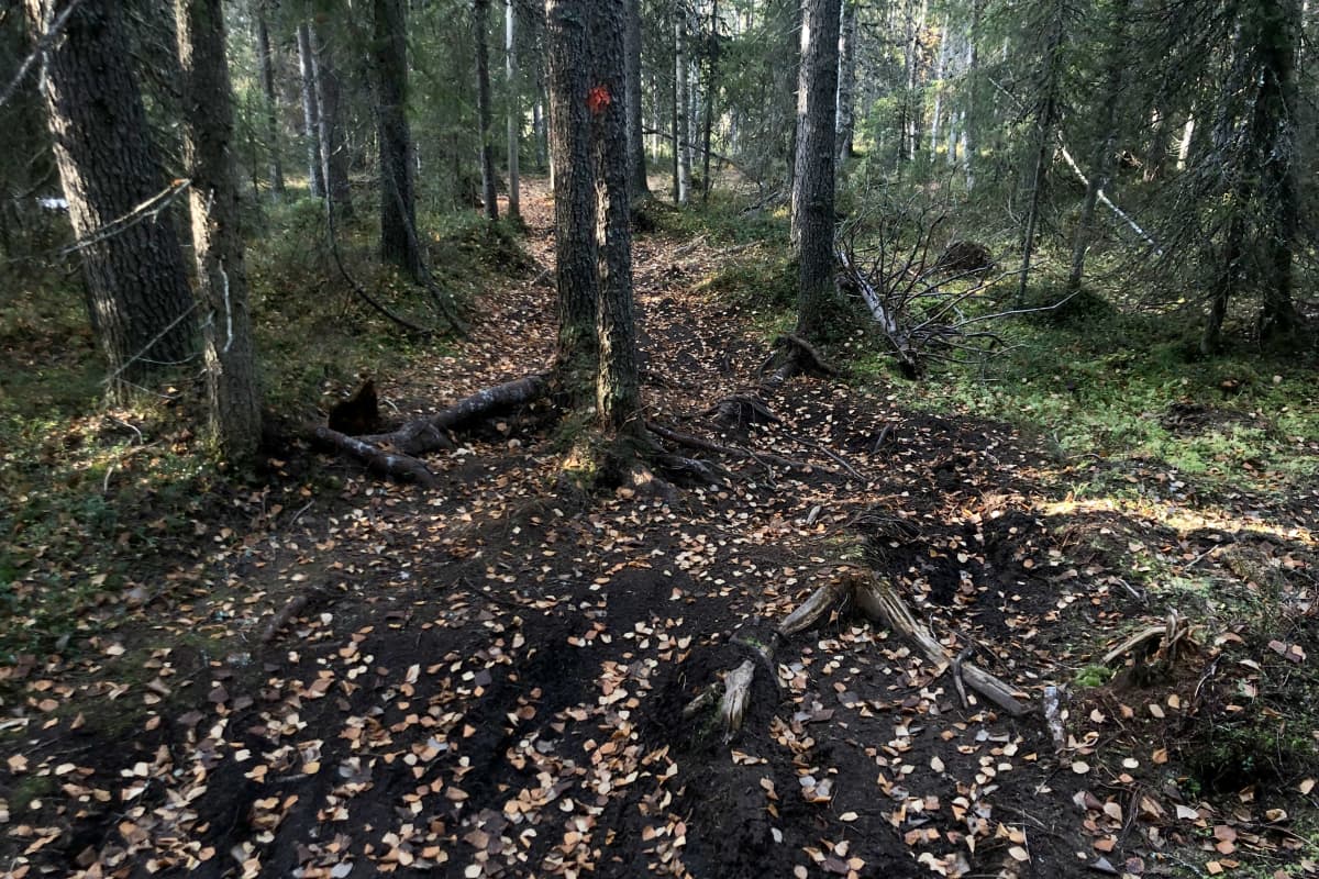 Kulunutta ulkoilupolkua Rovaniemen Ounasvaaralla.