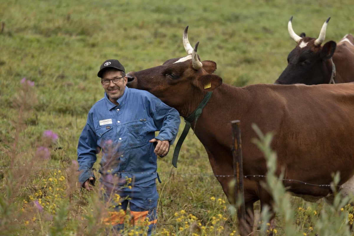 Lehmä hamuaa pellolla seisovan Timo Liimataisen niskaa. Liimatainen hymyilee. 
