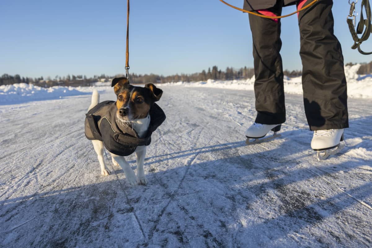 Christa Alhosen koira Tuusulanjärven matkaluisteluradalla. 