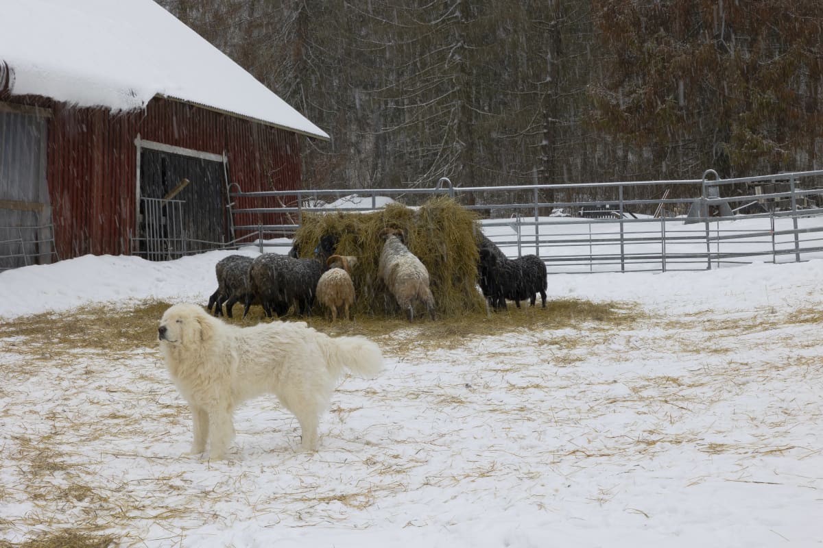 Suuri, valkoinen koira seisoo ulkona lumisateessa silmät kiinni. Taustalla katras lampaita syö heinää isosta paalista. 