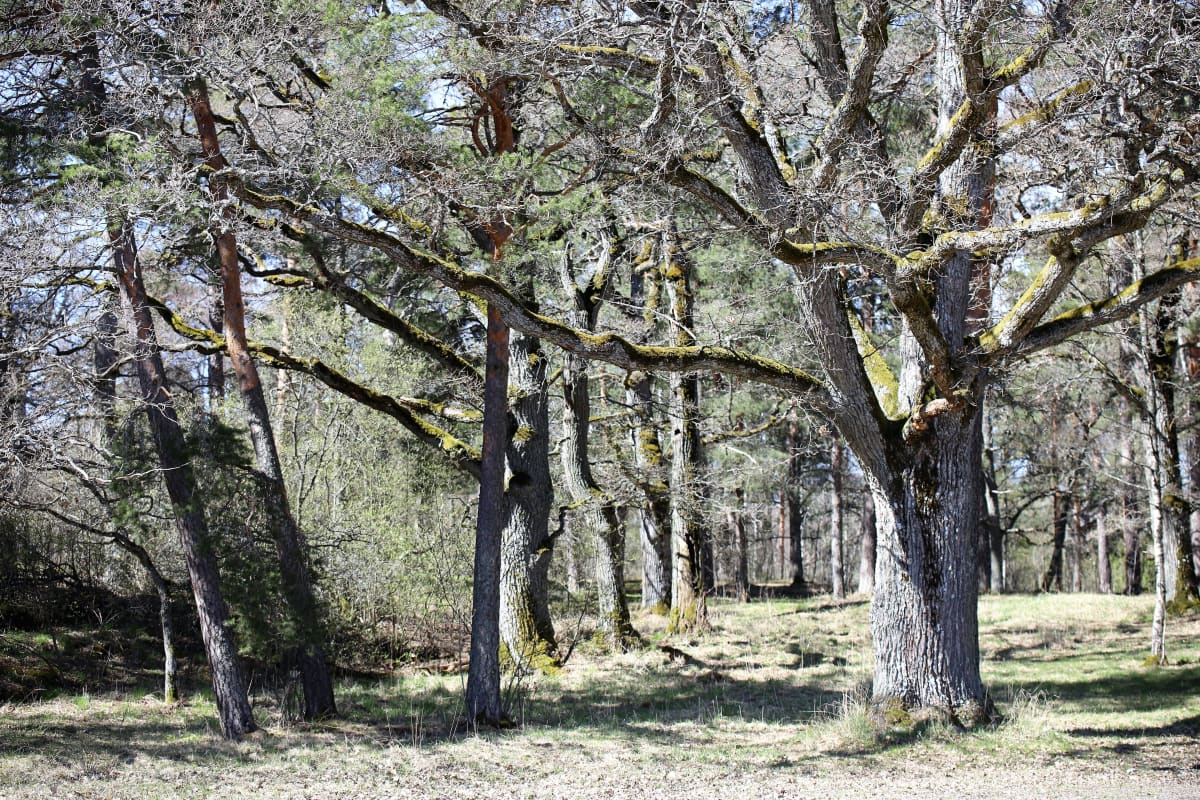 Vanhoja tammia kevätauringossa Ruissalon kansanpuistossa Turussa.