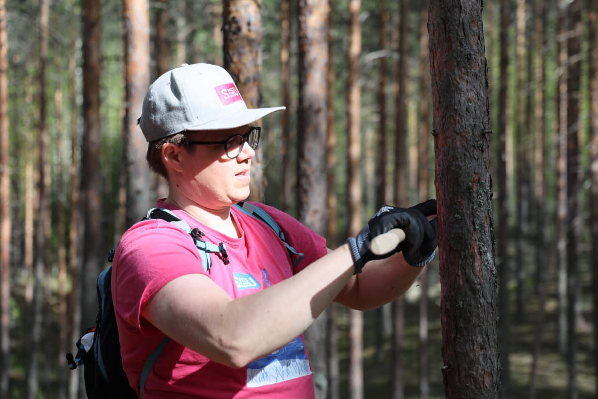 Lippahattupäinen nuori mies poistaa männystä kaarnaa. 