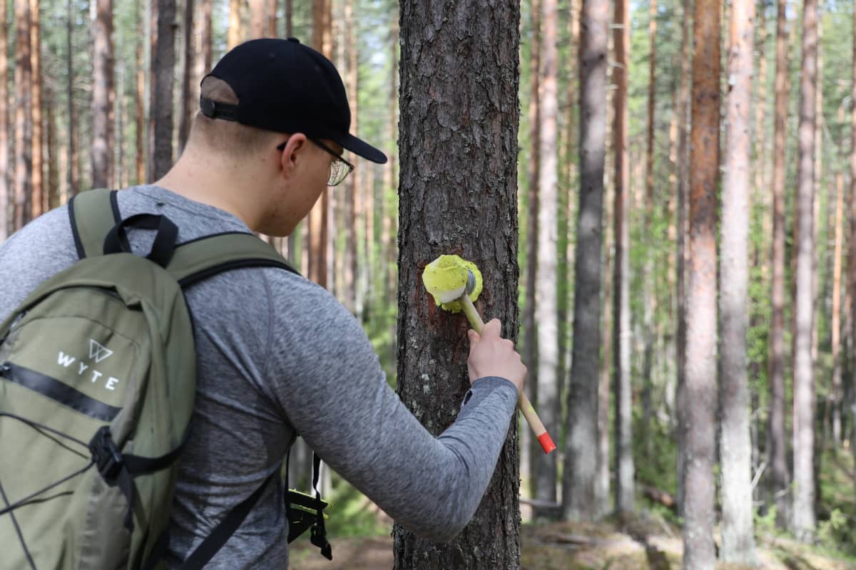 Lippahattupäinen nuorukainen merkkaa keltaisella maalilla mäntyyn maastopyöräreittiä. 