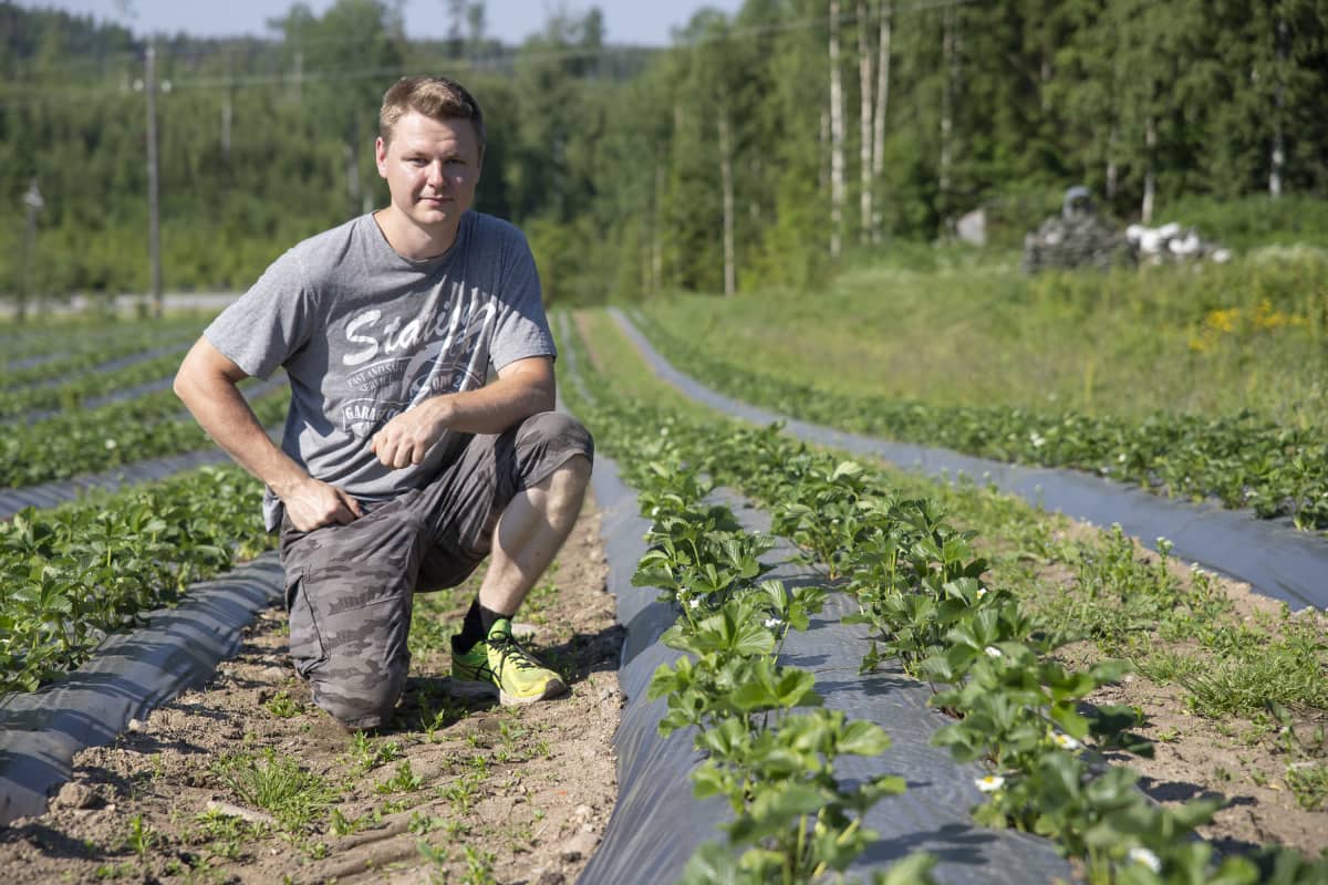 Marjatilayrittäjä Juuso Raivio mansikkapellolla.
