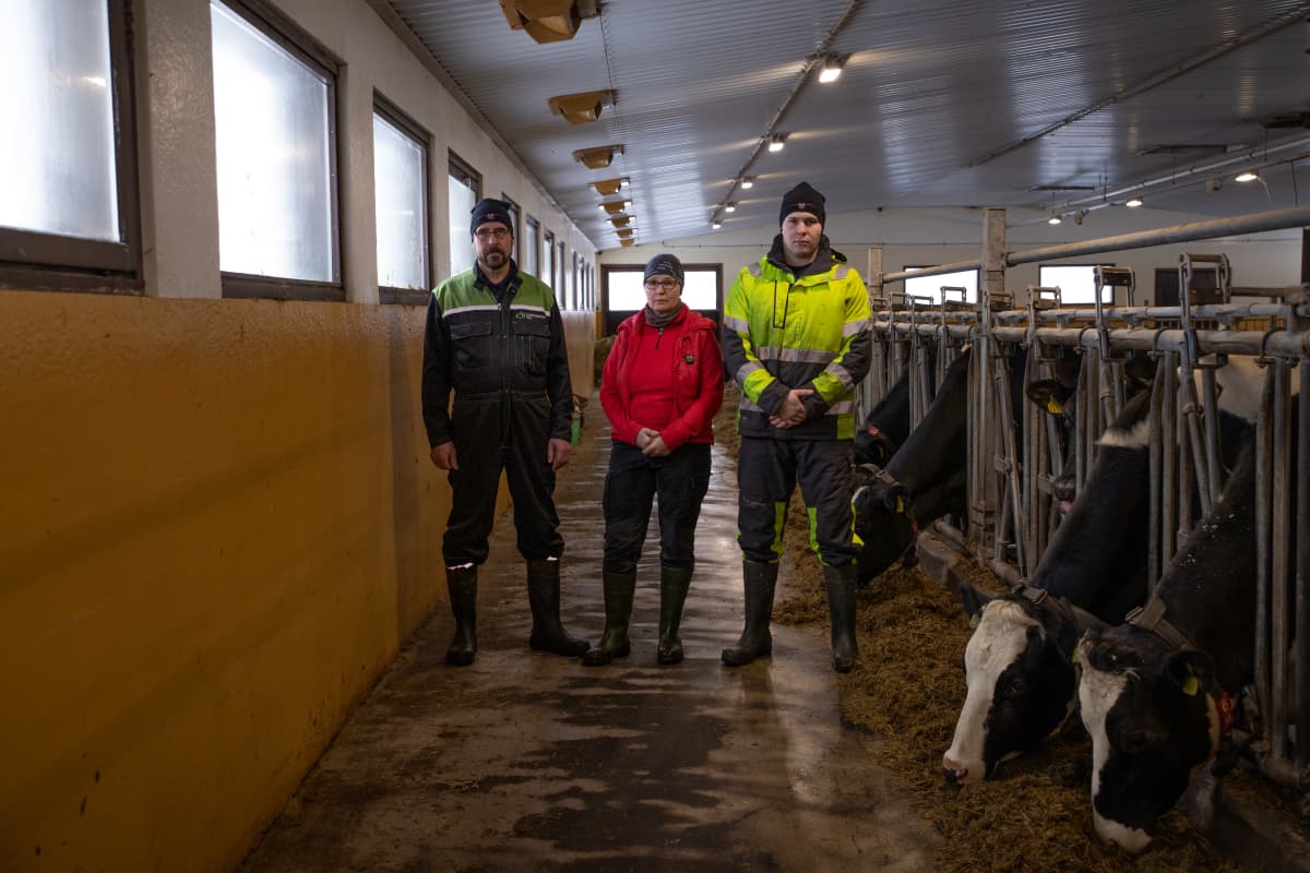 Maanviljelijät Markku Paananen, Erja Paananen ja Sampo Paananen seisovat lehmien syöttämiseen tarkoitetussa tilassa.