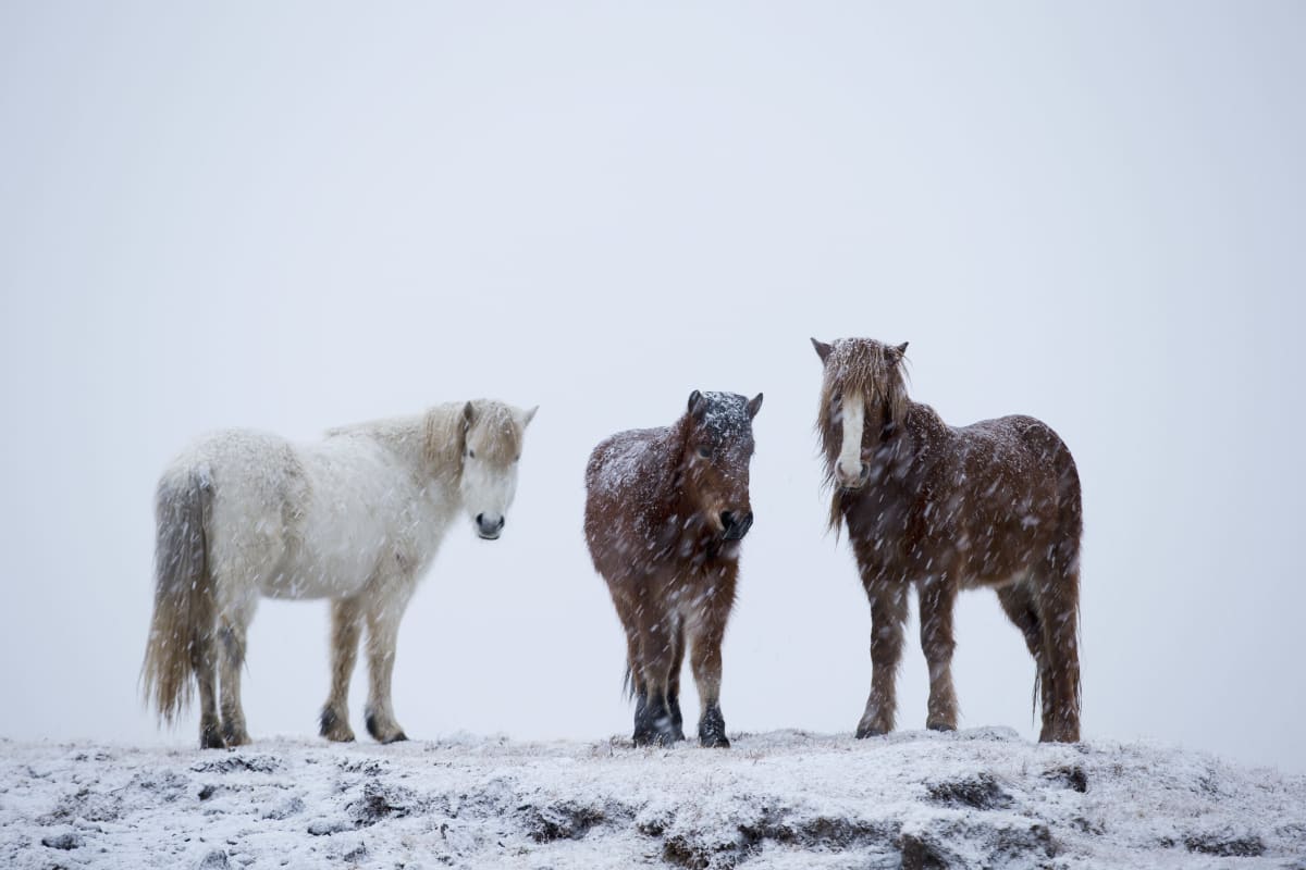 Kolme islanninhevosta seisoo lumituiskussa valkoisne maiseman keskellä. Yksi hevosista on valkoinen ja ruskeita. 