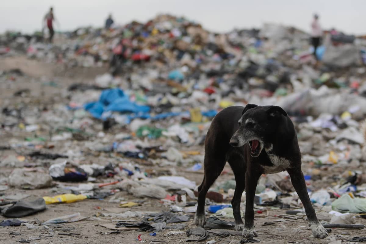 Koira kaatopaikalla Lujanissa, Argentiinassa. Arviolta noin puolet ruokajätteestä on syömiskelpoista ja puolet syömäkelvotonta, kuten kuoria ja luita.