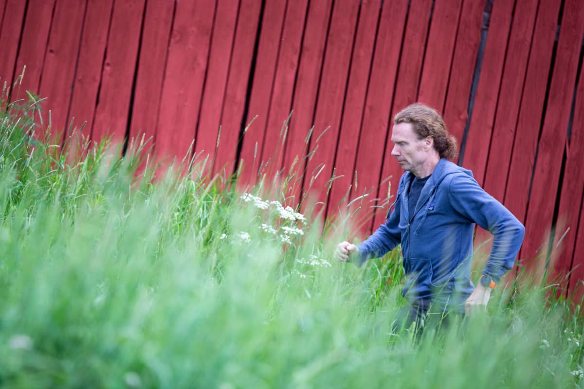 Mikael Heerman juoksee Jukolan pellolla