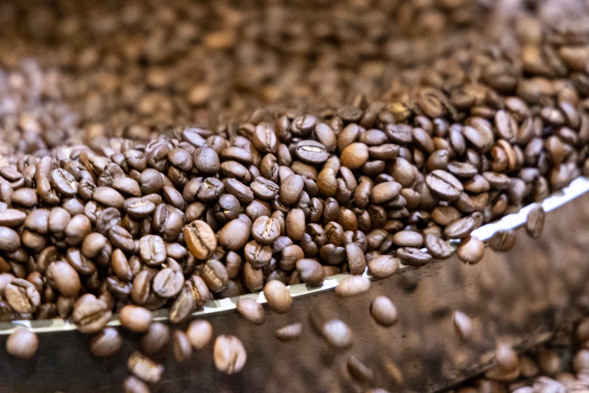 Valmiiksi paahdettuja kahvipapuja pyörimässä jäähdyttimellä Lehmus Roastery-kahvipaahtimolla Lappeenrannassa.