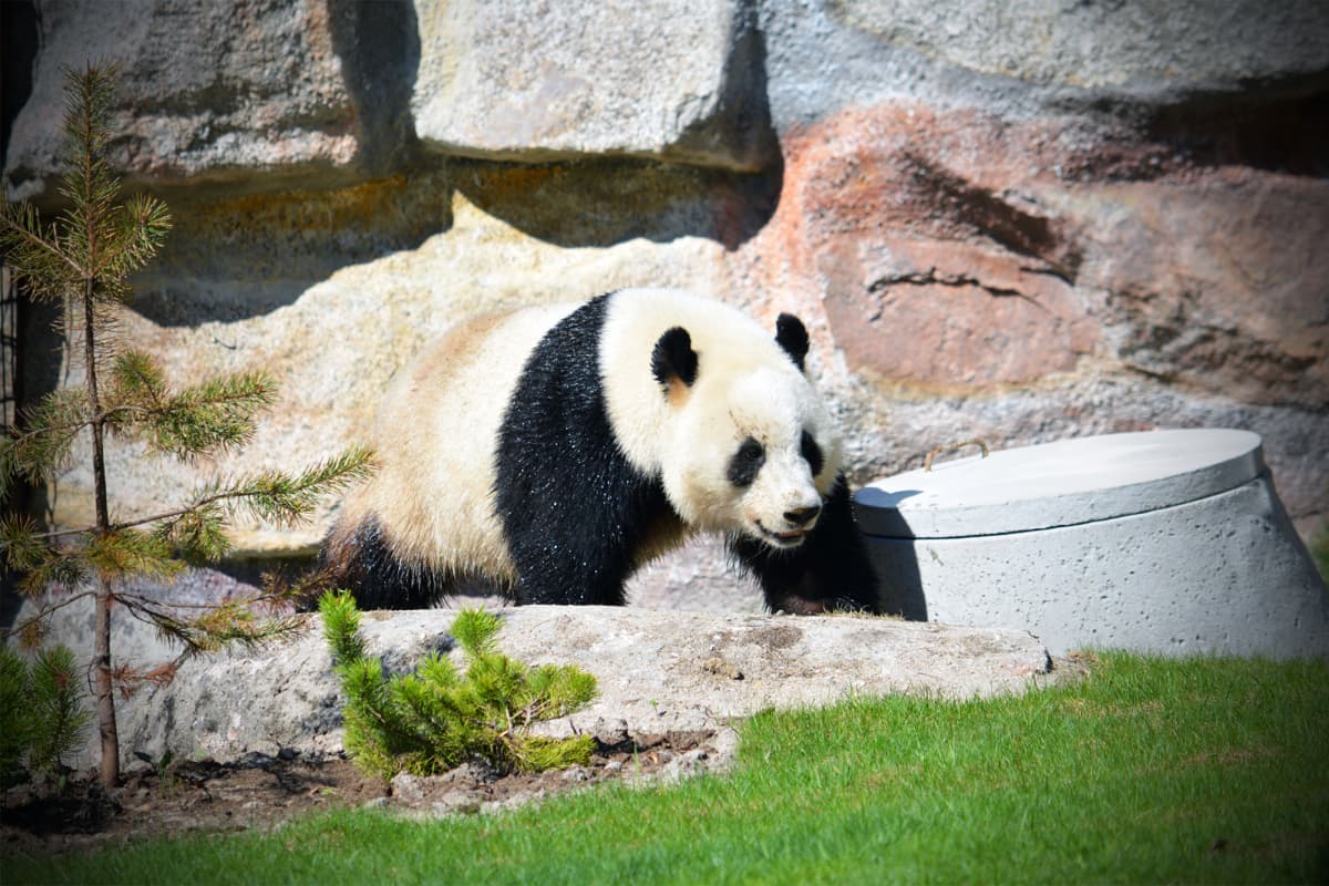 Pyry-panda Ähtärin eläinpuistossa.