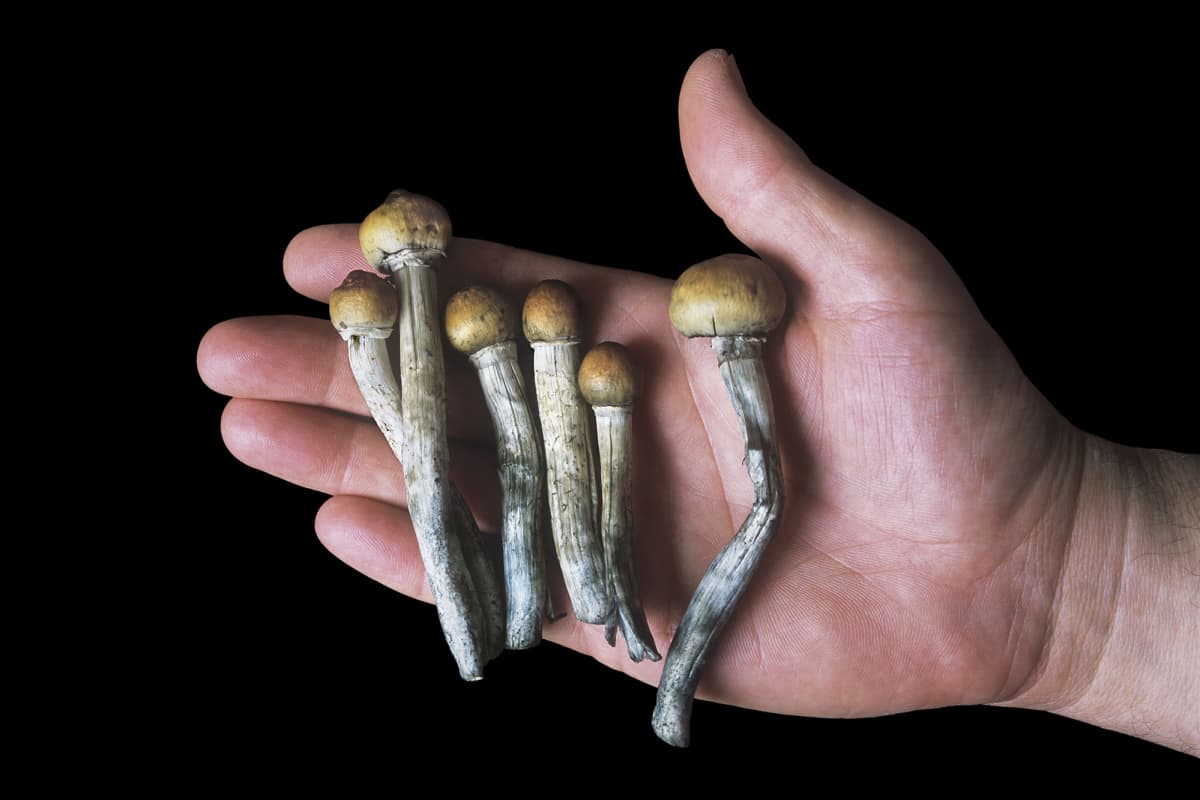 Ensin Kannabiksesta Tuli Vakavasti Otettavaa Bisnesta Nyt Vuorossa Ovat Psykedeelit Porssilistautumiset Alkoivat Jo Mutta Voiko Sienista Tai Lsd Sta Olla Apua Ihmiselle Yle Uutiset Yle Fi