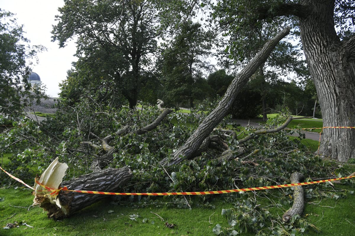 Tuulen katkaisema oksa Kaivopuistossa Helsingissä 17. syyskuuta 2020.
