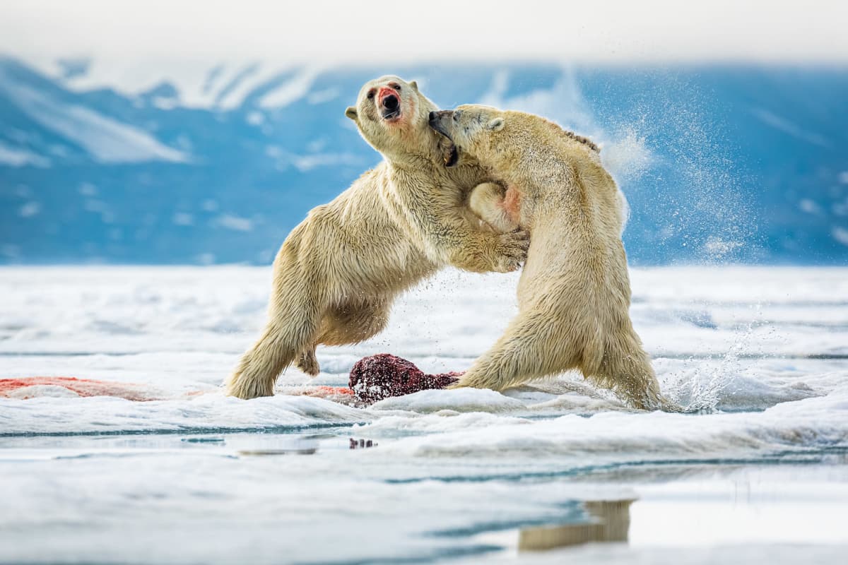 Jääkarhujen taisto ikuistui tänä vuonna parhaana luontokuvana palkittuun Risto Raunion teokseen.