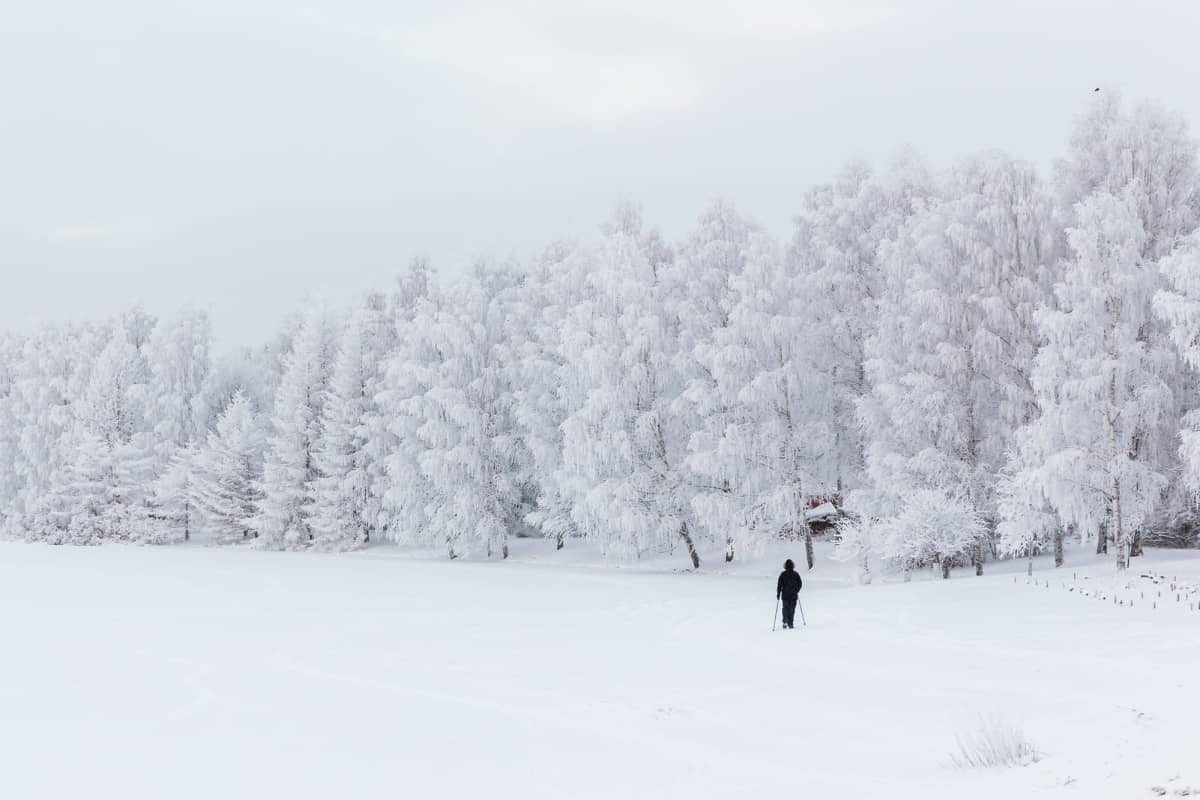 Sauvakävelijä talvisessa huurremaisemassa Rovaniemellä.