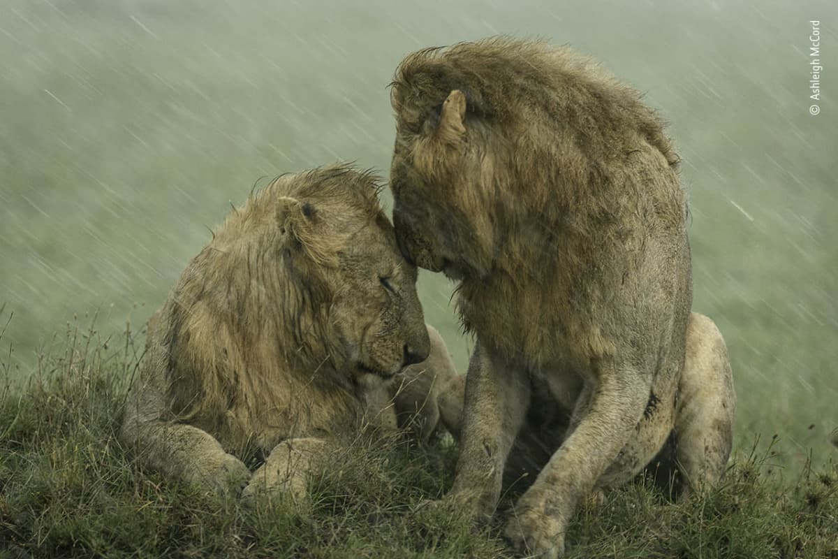 Kaksi urosleijonaa sateessa Keniassa