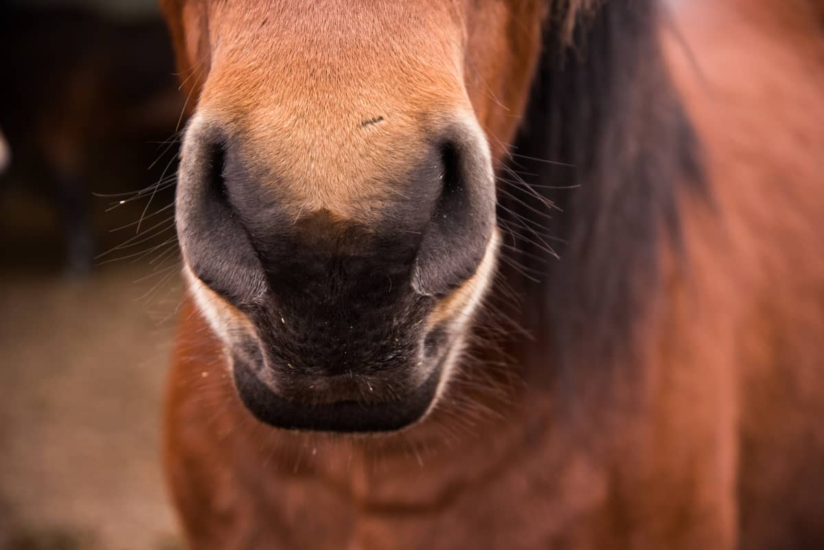Närbild på en brun hästs mule
