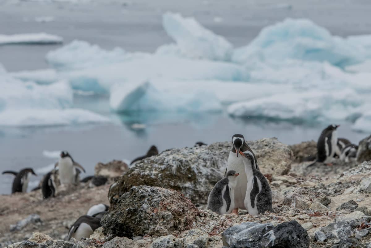 Pingviinejä kallioisella rannalla.