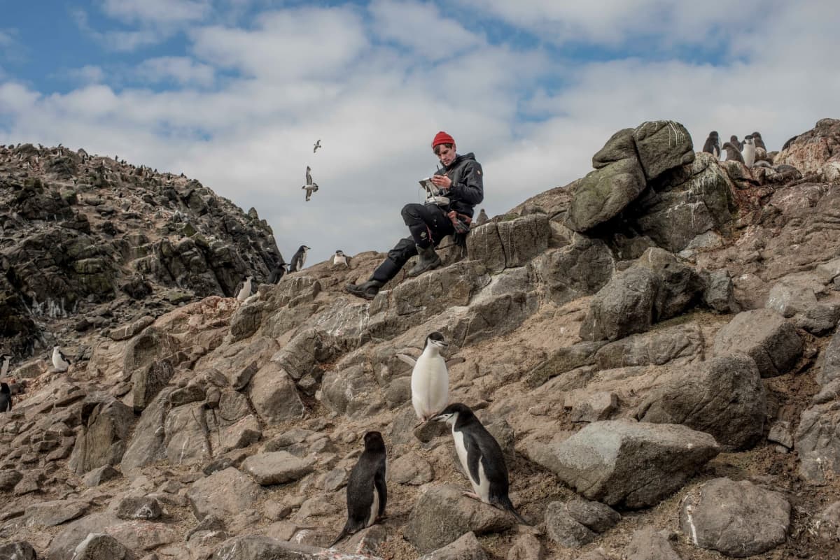 Punapipoinen tutkija istuu kalliolla pingviinejä ympärillään.