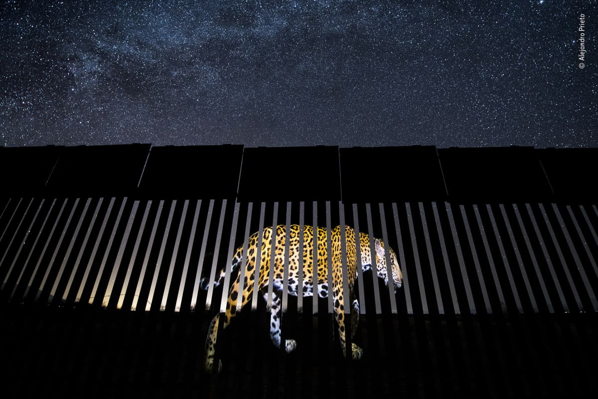 Heijastettu  kuva jaguaarista tähtitaivaan alla.