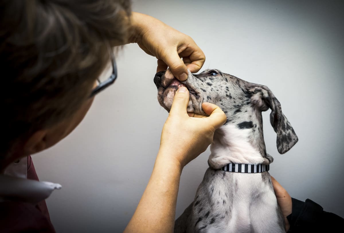 Eläinlääkäri tutkii koiran suuta.