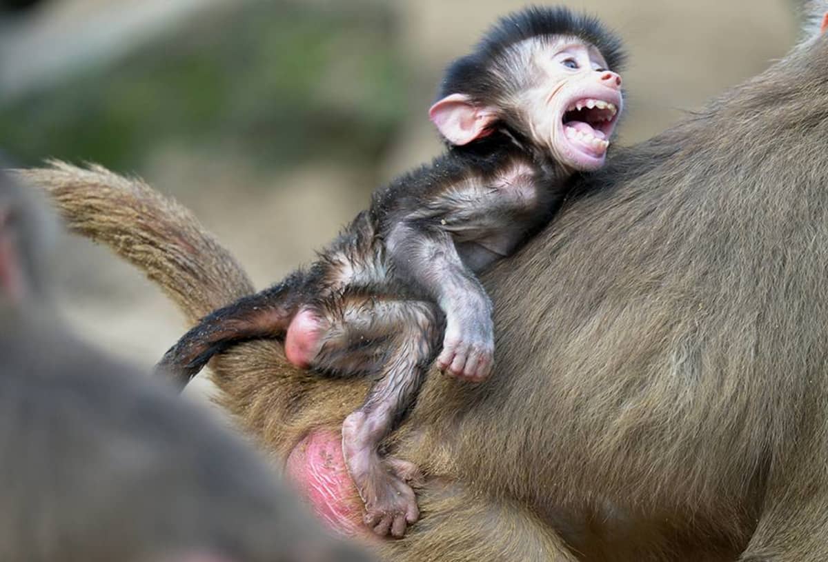 Apinanpoikanen emon selässä.