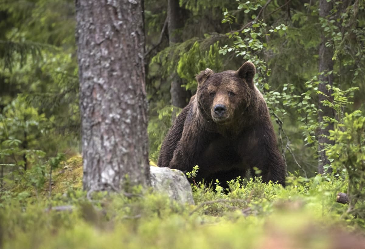 Karhu-uros on menettänyt puolet korvastaan kiima-ajan taisteluissa alueen muiden urosten kanssa. Karhun elämä on jatkuvaa riskien hallintaa.