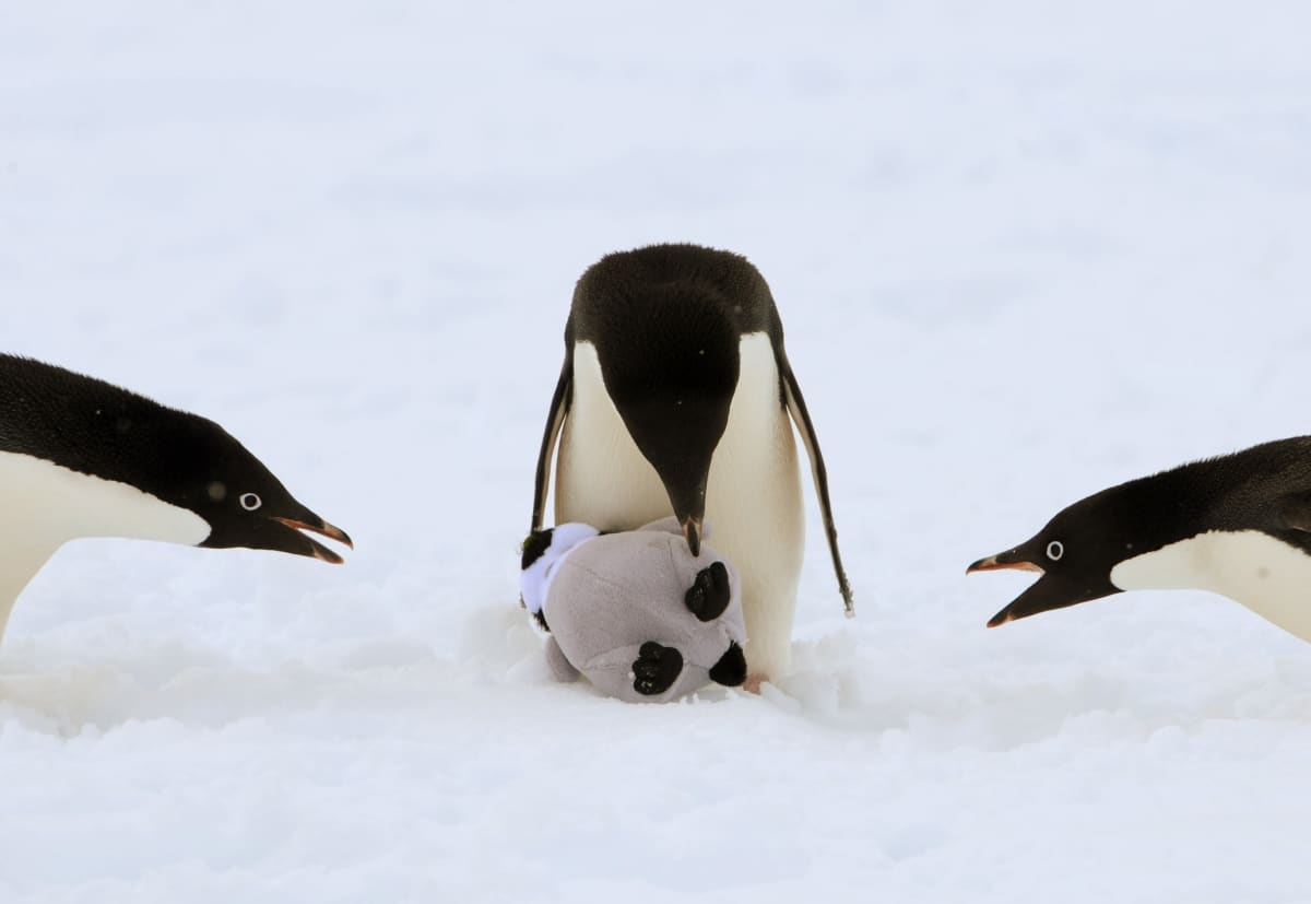 Kolme jääpingviiniä ja lelu.