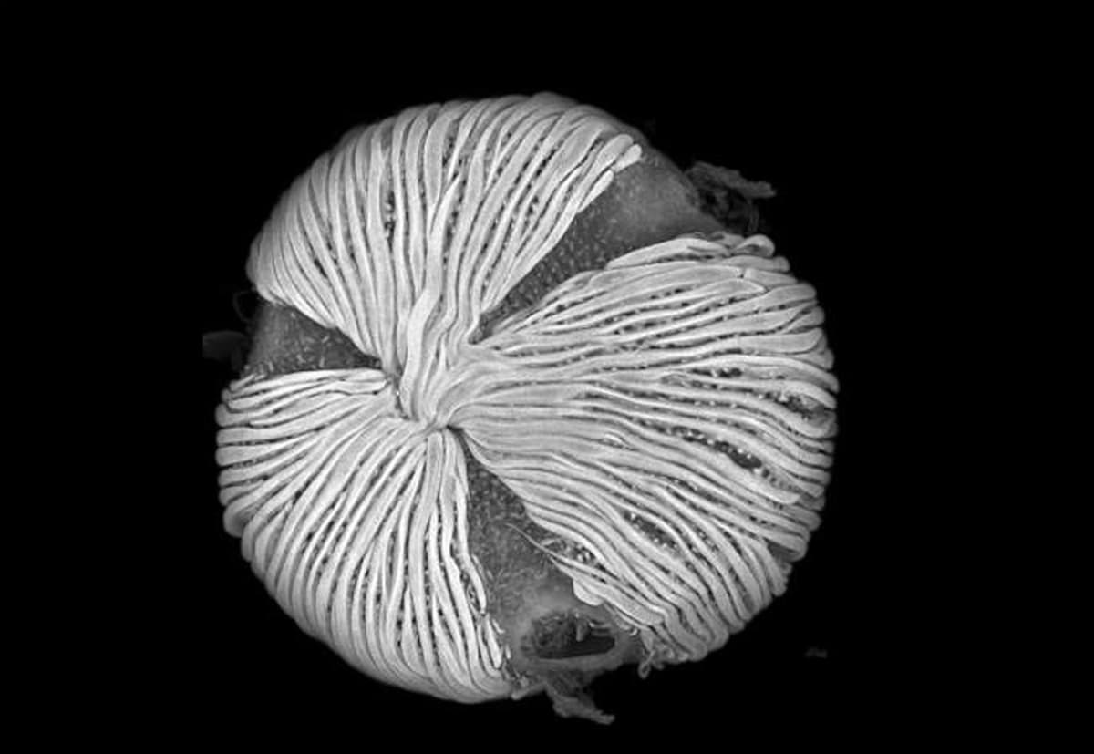Mikroskooppikuva siitepölyhiukkasesta, joka näyttää löysältä lankakerältä. 