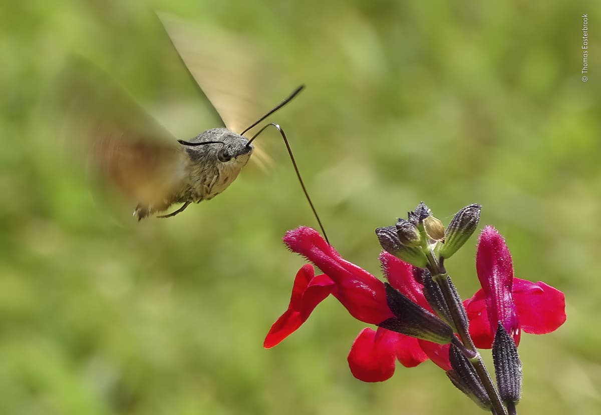 Kolibri imee mettä kukasta.