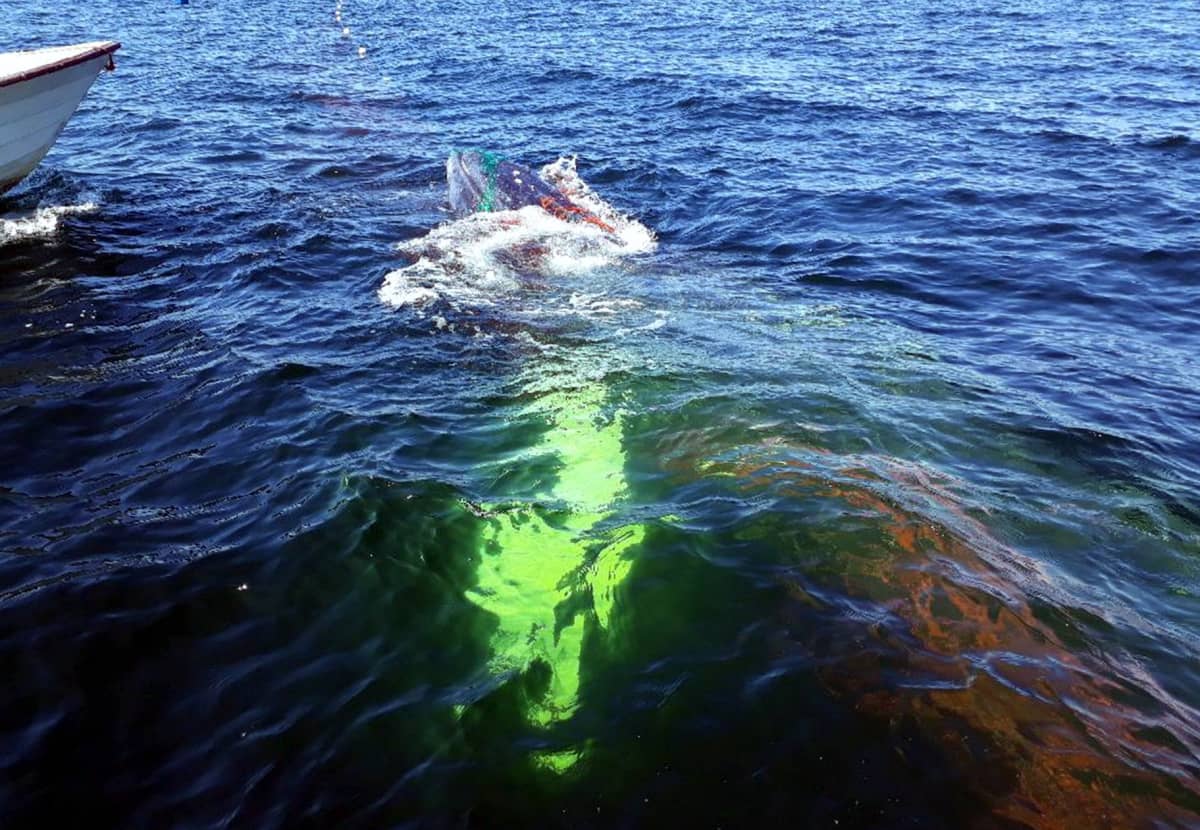 Länsi-Suomen merivartioston meripelastajat pelastavat rysään joutunutta kovanonnen ryhävalasta Rauman edustalla Pohjanlahdella 15. toukokuuta