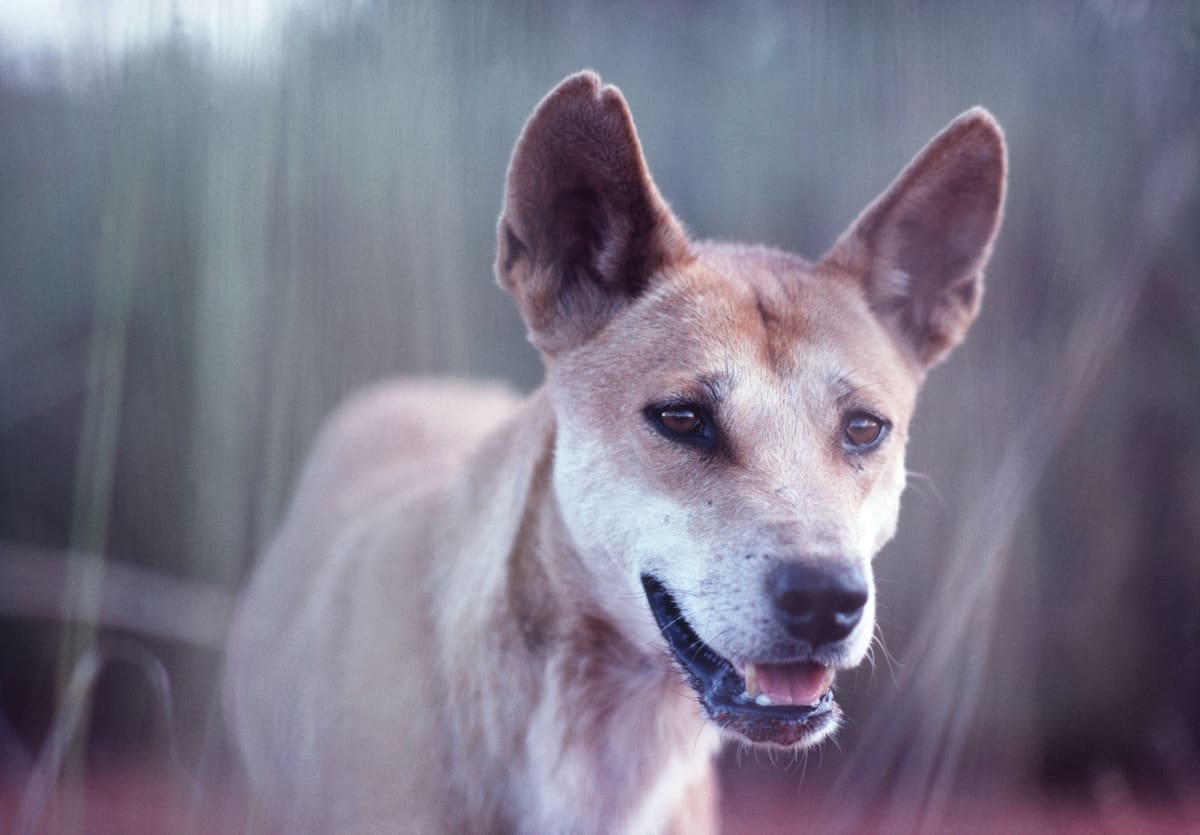 Australian Dingo.