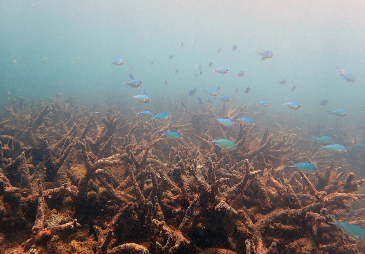 Kuollutta korallia Isolla valliriutalla marraskuussa 2016.