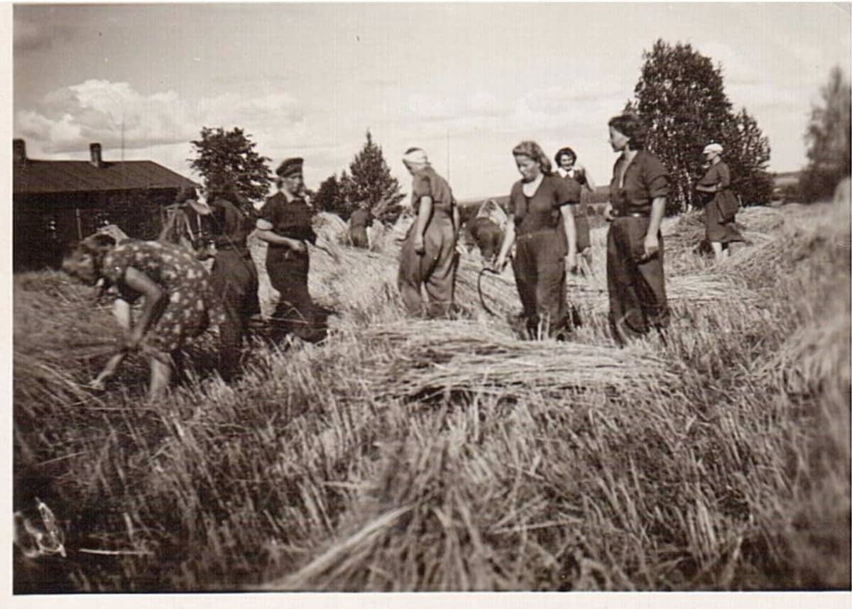 Naisia leikkaa ruista Lapinlahdella 1943 kurileirillä.