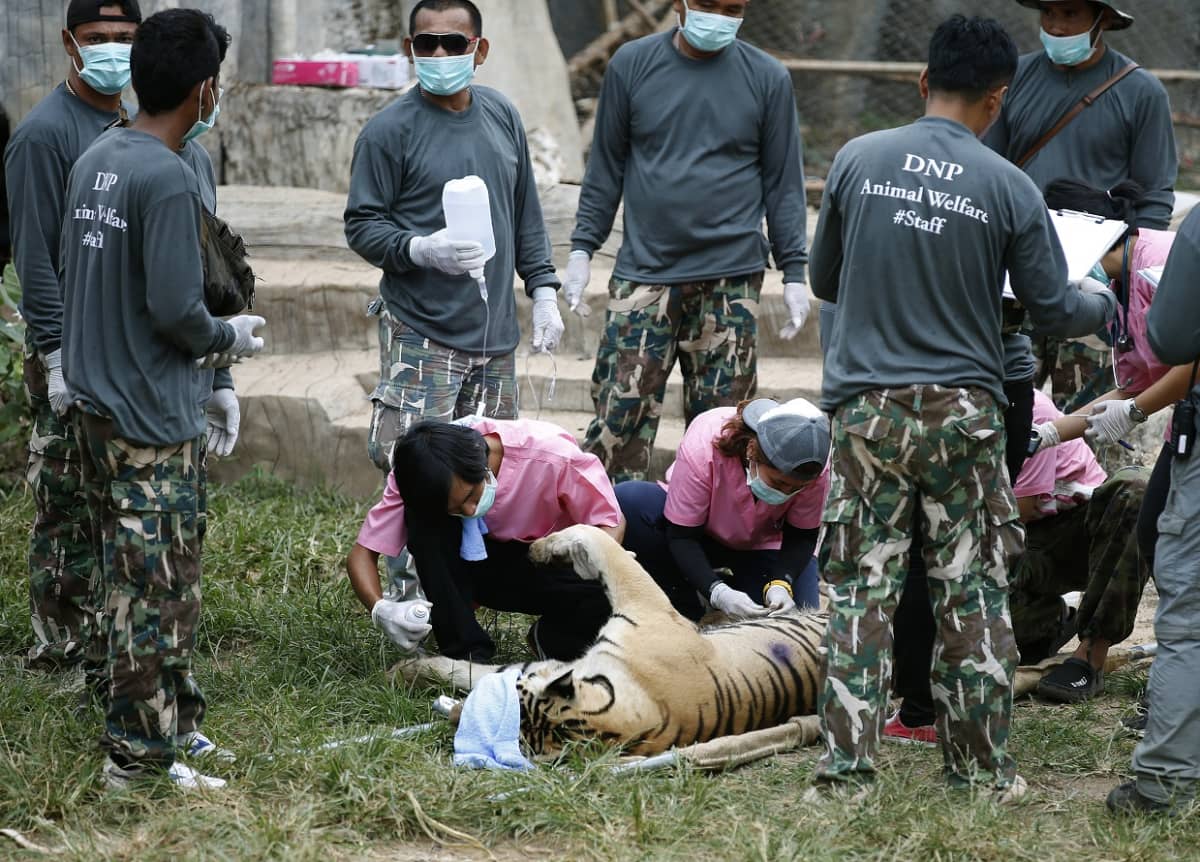 Joukko elänlääkäreitä, maskit kasvoilla, ympäröi maassa makaavaa tainnutettua suurta tiikeriä. 