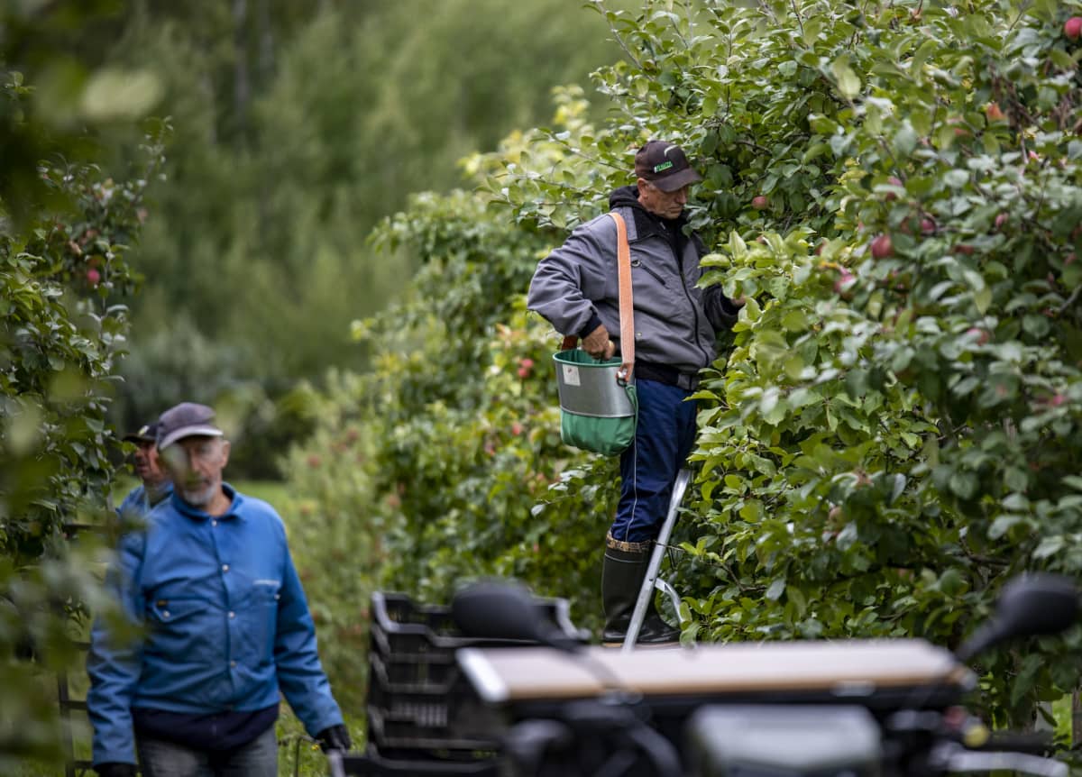Muualla omenapuut pukkaavat hedelmää – 4500 puun tarhassa viljelijä manaa  surkeaa satoa: 