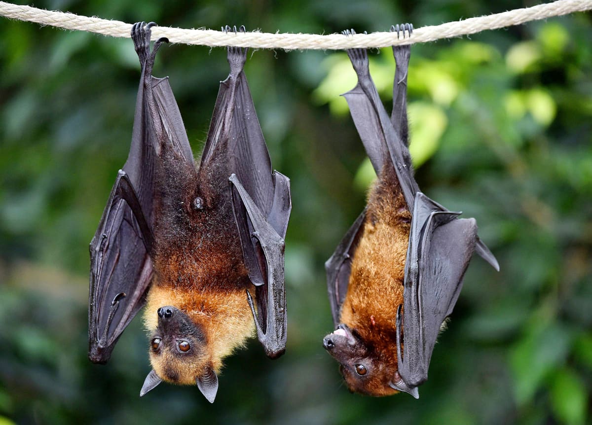 Kaksi lepakkoa roikkuu köydessä.