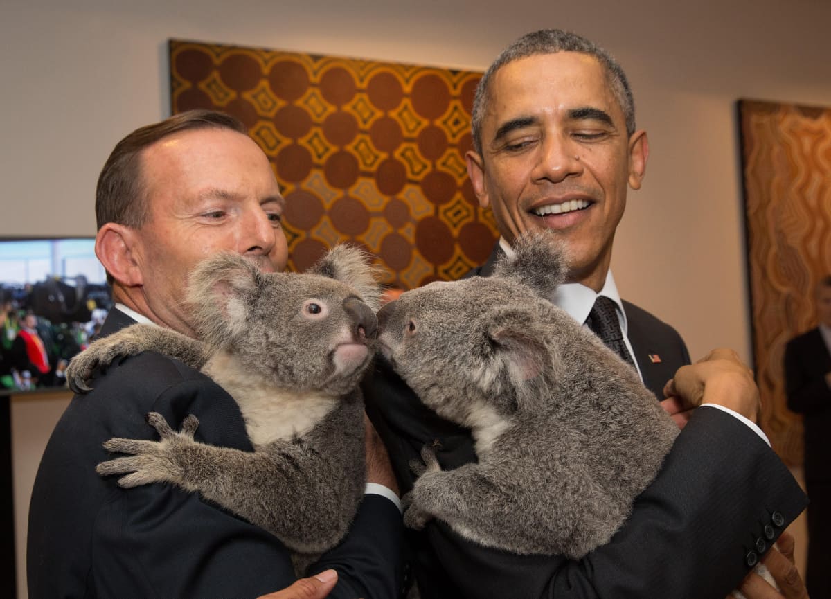 Kaksi miestä ja kaksi koalaa.