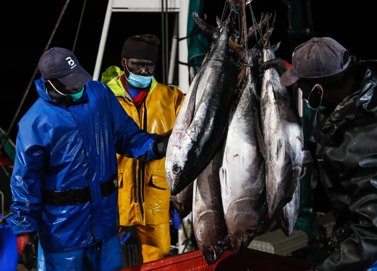 Kolme kalastajaa katselee tonnikaloja, jotka on ripustettu nippuun aluksen kannella. 