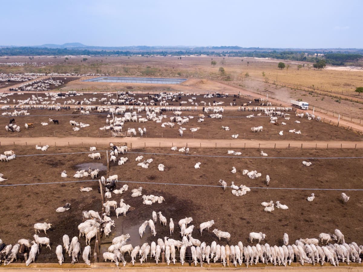 Ilmakuva, jossa näkyy satoja valkoisia härkiä ruskealla pellolla.