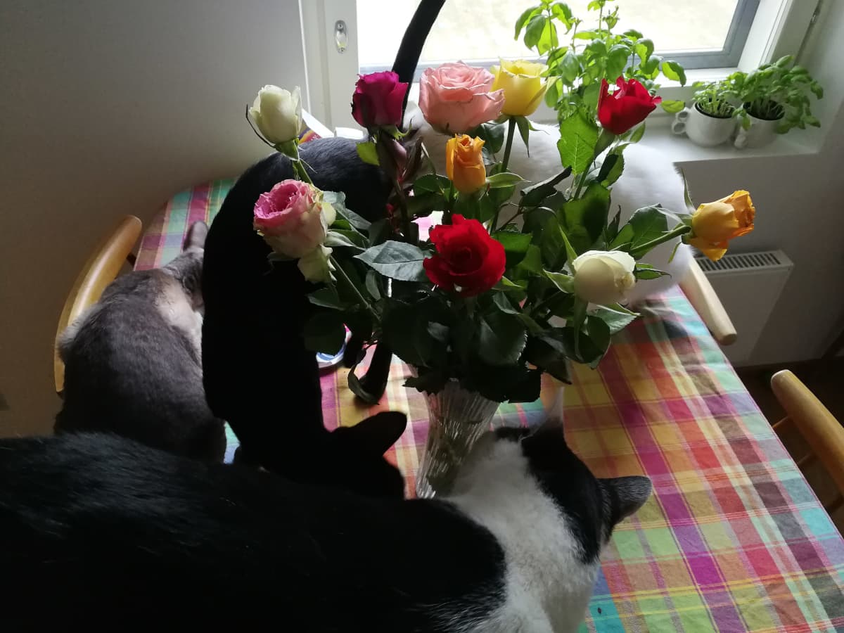 Kissoja ruusukimpun ympärillä.