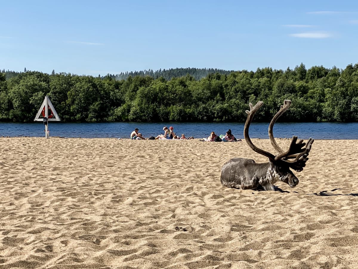 Poro loikoilee Ivalon uimarannalla heinäkuussa.