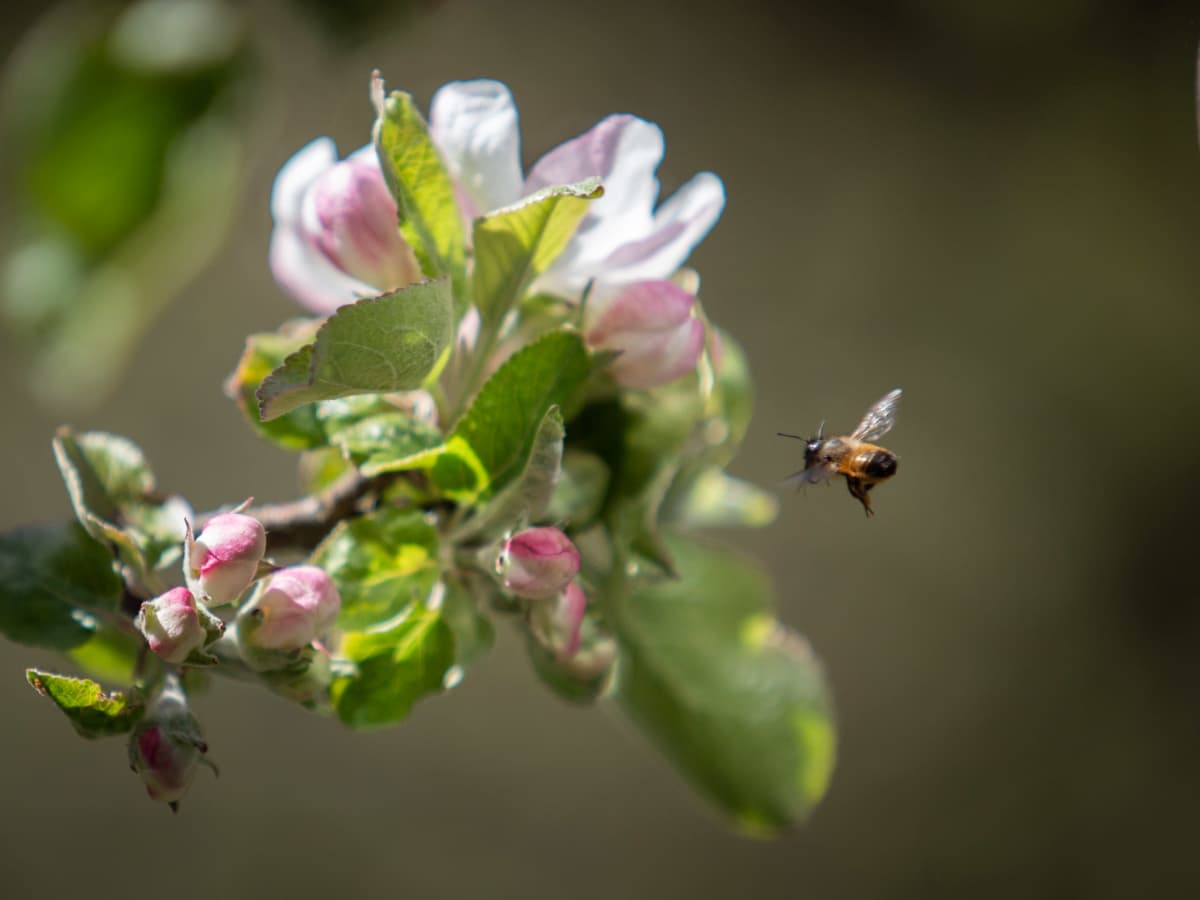 Mehiläinen omenapuun kukassa