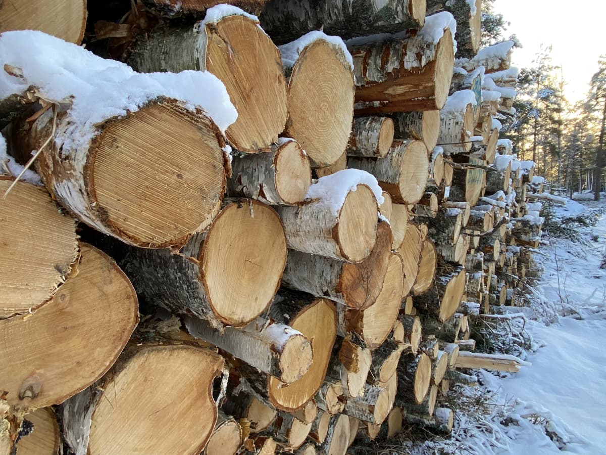 Verotuksen porsaanreikä: Ulkomaiset sijoittajat voivat saada suomalaisista  metsistä tuloja maksamatta veroja Suomeen