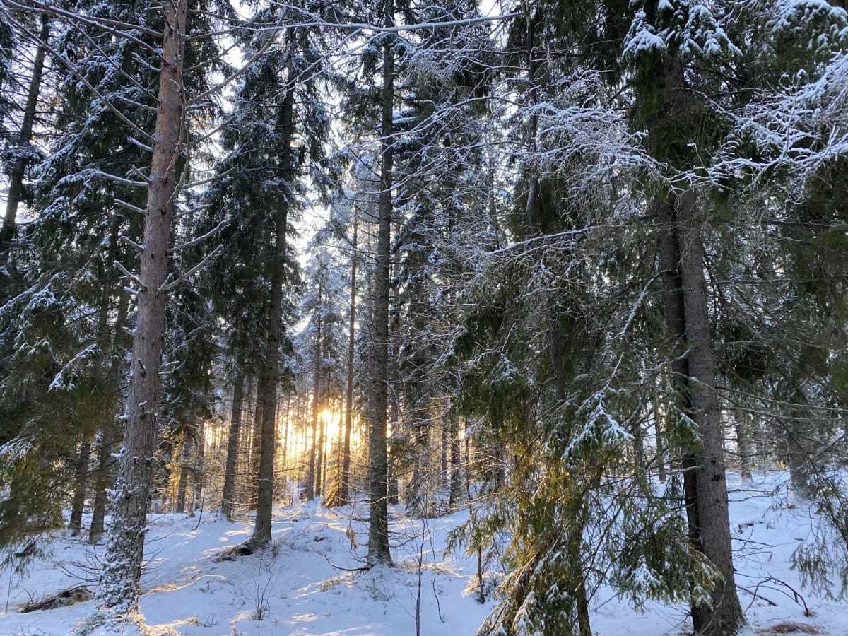 Verotuksen porsaanreikä: Ulkomaiset sijoittajat voivat saada suomalaisista  metsistä tuloja maksamatta veroja Suomeen