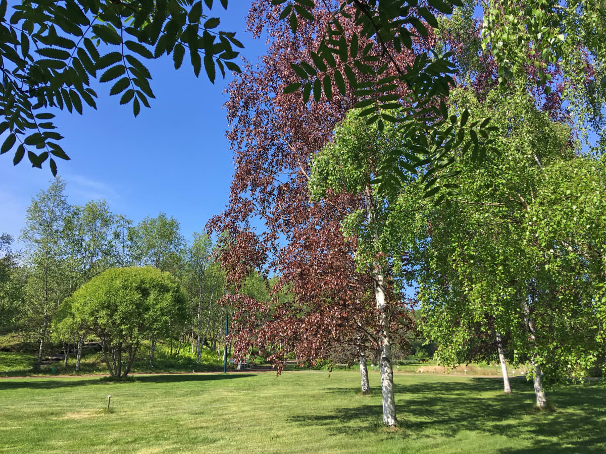 Punakoivuja Oulun yliopiston kasvitieteellisessä puutarhassa
