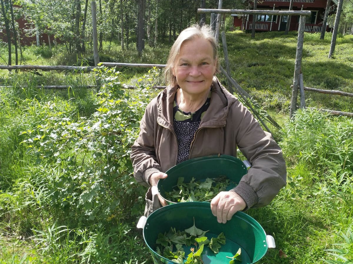 Nellimiläinen Ritva Kytölä kerää joka kesä kasveja teeaineiksi.