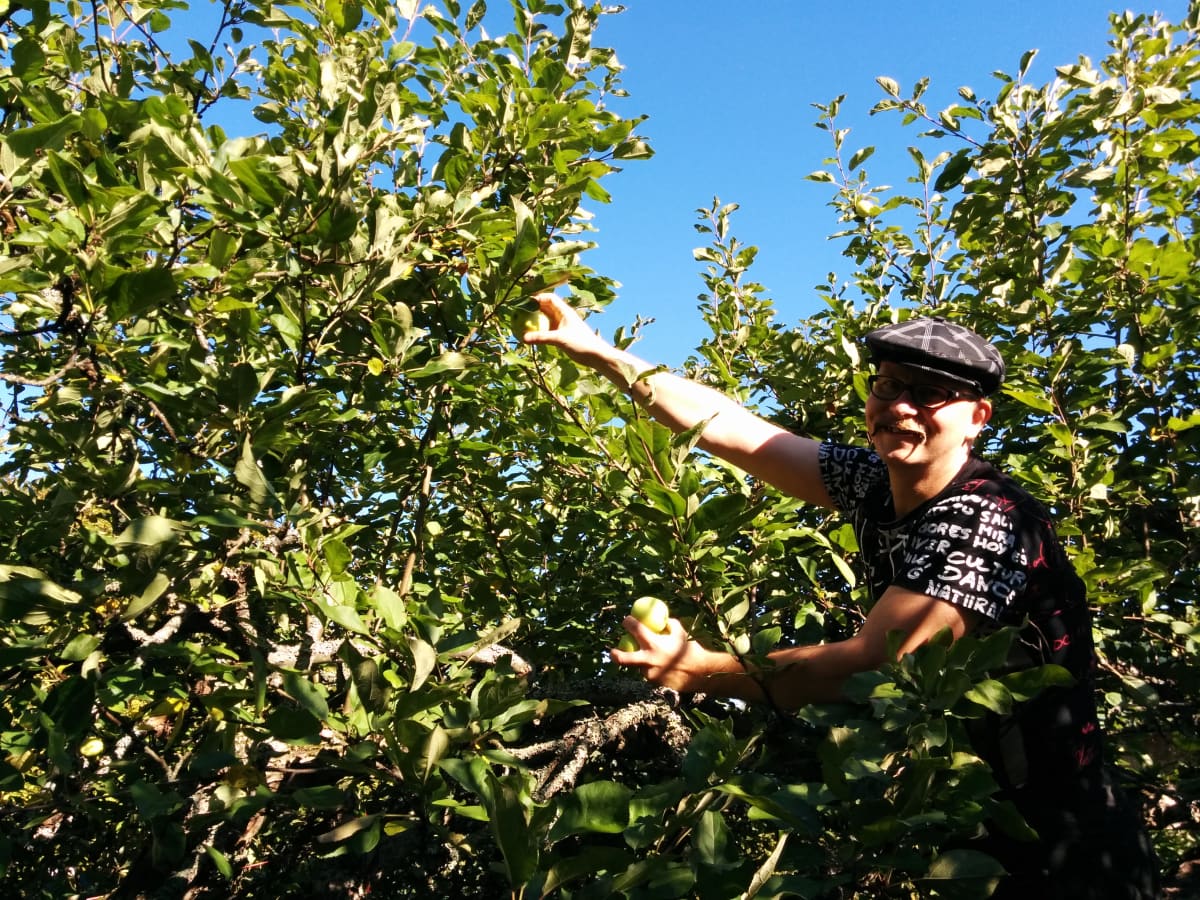 Olut- ja siideribloggaaja Mika Laitinen kerää omenoita.
