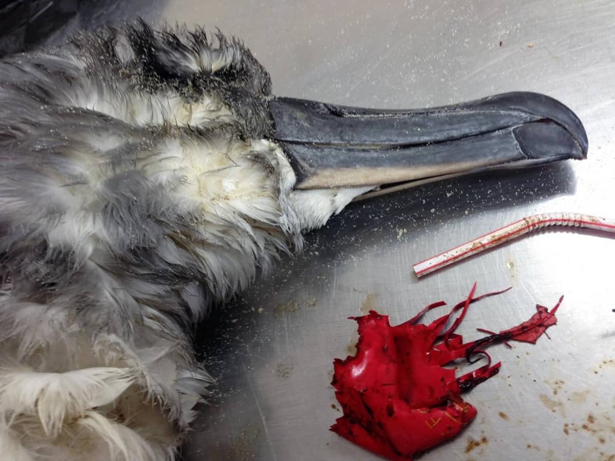 Lähikuva kuolleen albatrossin päästä. Pöydällä myös ilmapallon riekaleet ja muovinen juomapilli 